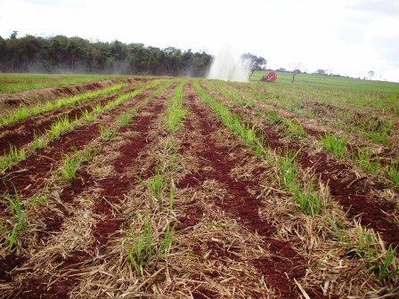 Remoção da palhada para queima em produção de energia; Cultivação de toda palhada com o