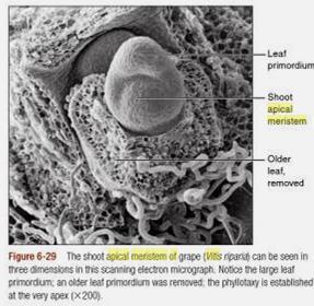 Meristema apical caulinar de Vitis riparia TIPO de Meristemas: meristema apical caulinar (gomos); câmbio vascular (produz o xilema e o