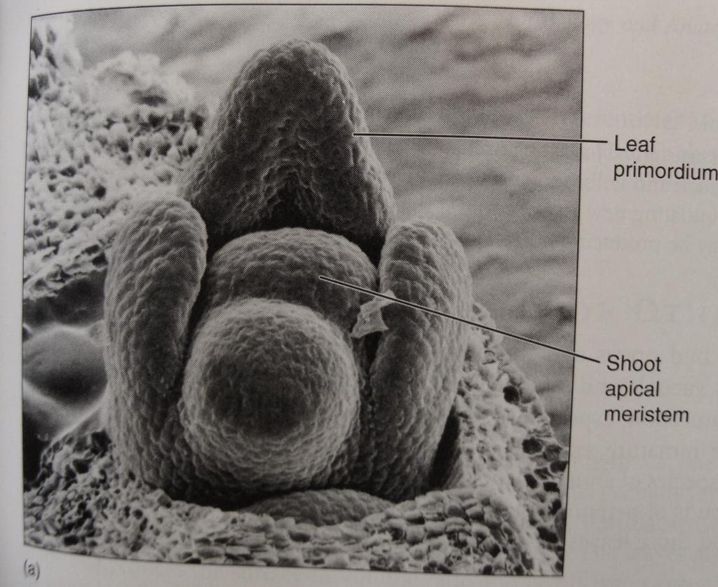 Meristema apical caulinar de Vitis sp.