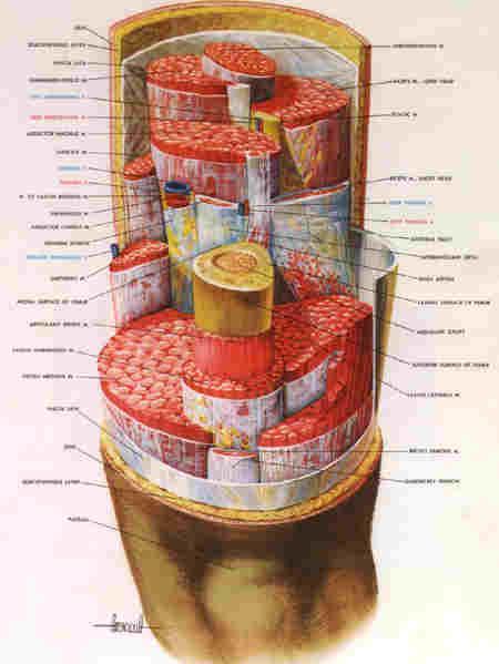 Organização estrutural As diversas estruturas que formam o organismo estão organizadas em vários níveis Do menor para o maior