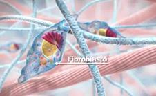 dietético; def vit C e níveis de hormonas esteroides Macrófagos : defesa, secretora de substancias de reparação do tecidos Plasmocitos: segregam anticorpos,