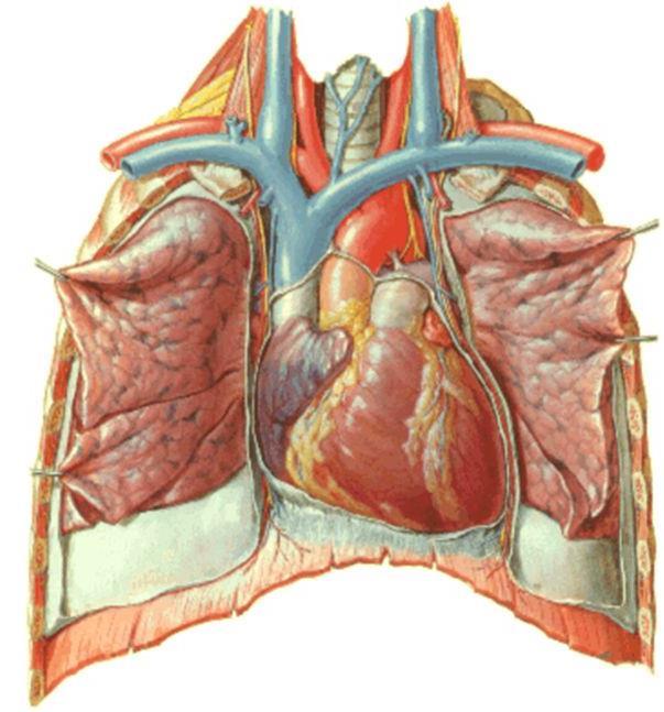 5 ENTENDENDO O MEDIASTINO: Região anatômica situada entre os dois pulmões.