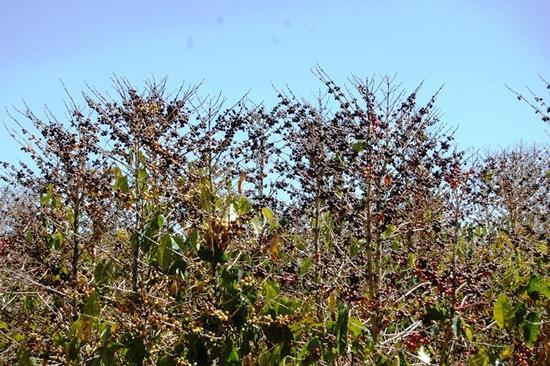 3 4 Para receber a indenização prevista no SEAF o agricultor tem que ter, no mínimo, 30% de perda na receita bruta esperada, comprovadamente causada por um evento adverso coberto pelo SEAF (seca,