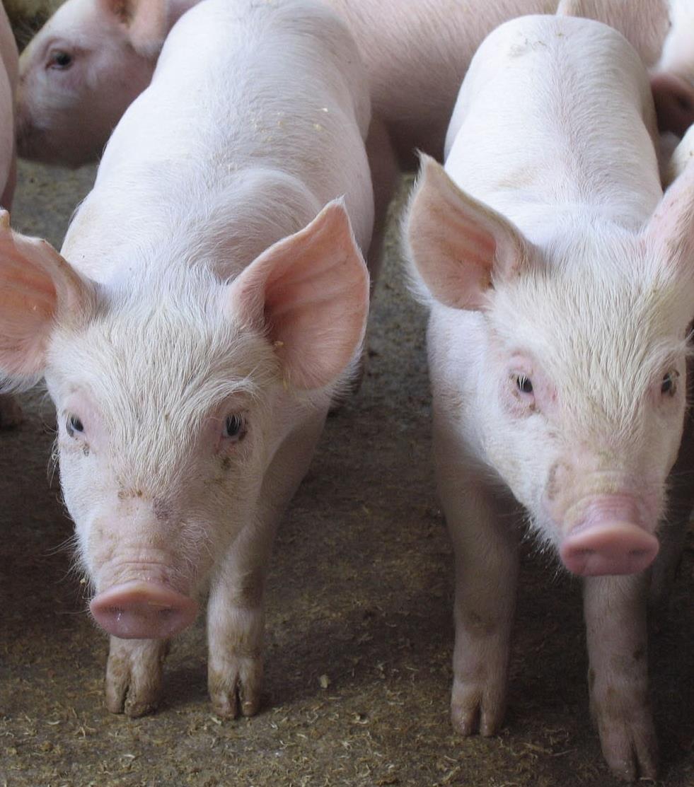 SUÍNOS TREINAMENTO DE PRODUTORES Em parceria com a Associação Brasileira de Criadores de Suínos (ABCS), a companhia realizou treinamentos sobre Bem-Estar Animal e demais práticas de produção em toda