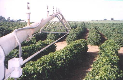 de citros nos Estados Unidos, com emissores localizados, irrigando somente na faixa de absorção radicular das plantas de citros (Figura 3).
