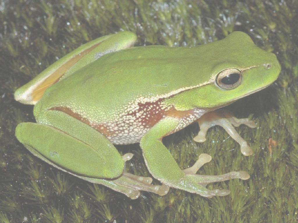 APESAR DESSE AVANÇO, EM RAZÃO DA VISÃO ANTROPOCÊNTRICA DE MEIO AMBIENTE QUE DETERMINA A CONSTITUIÇÃO FEDERAL, NÃO É ADMISSÍVEL QUE OS ANIMAIS SEJAM SUJEITOS DE DIREITOS.