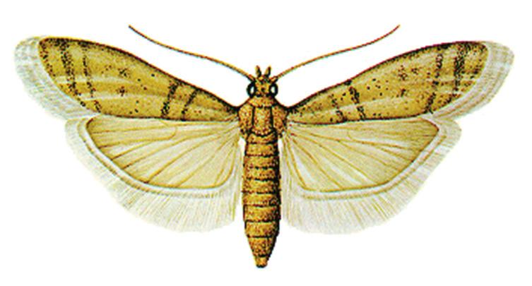 Figura 7. Ephestia kuehniella. Figura 8. Ephestia elutella. 3.