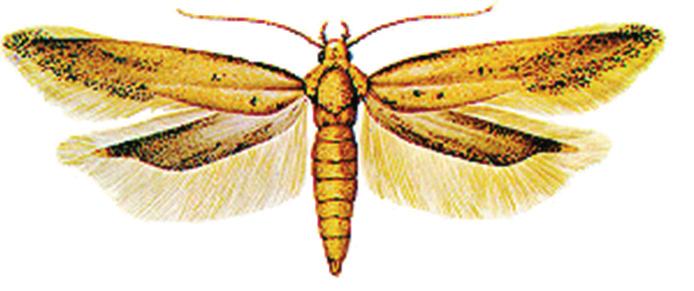 6 a 8 mm de comprimento. As asas anteriores são cor de palha, com franjas, e as posteriores são mais claras, com franjas maiores. Vivem de 6 a 10 dias.