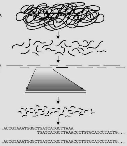 Como os genomas são sequenciados atualmente DNA genômico ou bibliotecas de BAC Fragmentação