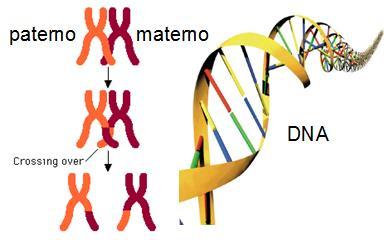 49 desoxirribonucleico, em português) é uma molécula de proteína que codifica toda a informação necessária para existência e composição dos organismos (WALKER, 2002).