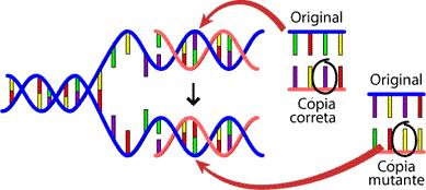 50 erros ao longo do tempo, gerando mutações dentro do código genético como visualizado na Figura 12. Estas mutações podem ser boas, ruins ou neutras (KLUG; CUMMINGS; SPENCER, 2006).