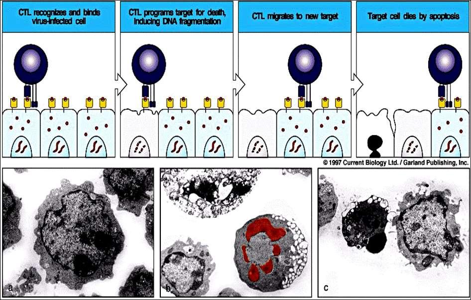 Fig. Células T Citotóxicas CD8+ podem induzir apoptose