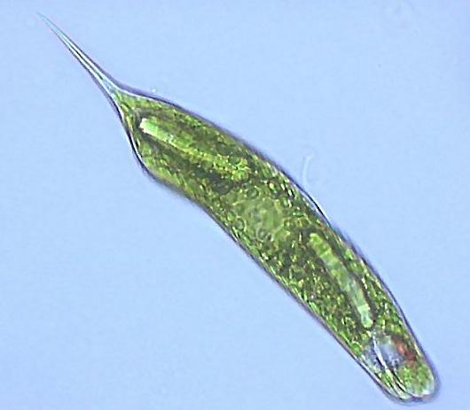 Eugl_nophyt[ Euglena sp Unicelular, com capacidade autotrófica ou heterotrófica, com clorofilas a e b