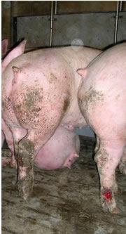 Hipocalcemia em porcas com alta produção láctea Deficiência de Zinco