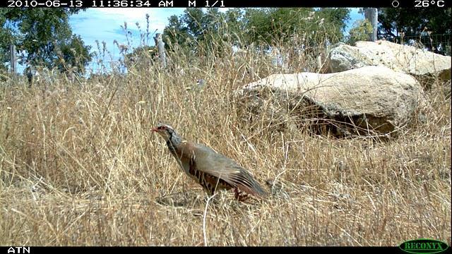 Galerida theklae Trigueirão Emberiza calandra Poupa Upupa epops