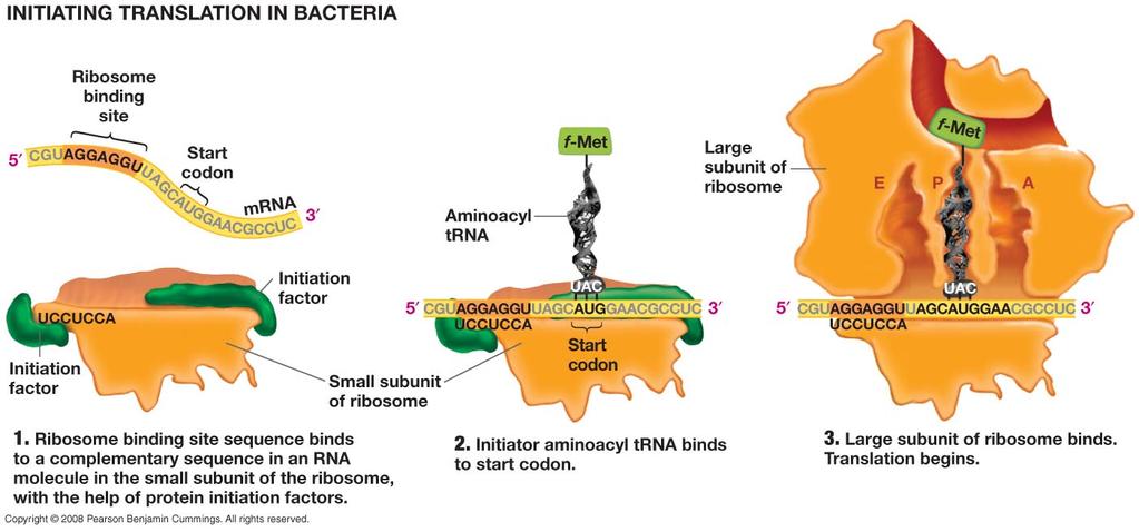 6. Controle da tradução q A iniciação da tradução q RNAm selecionados podem ser bloqueada pela ação de proteínas que se ligam na estrutura do RNAm Região de