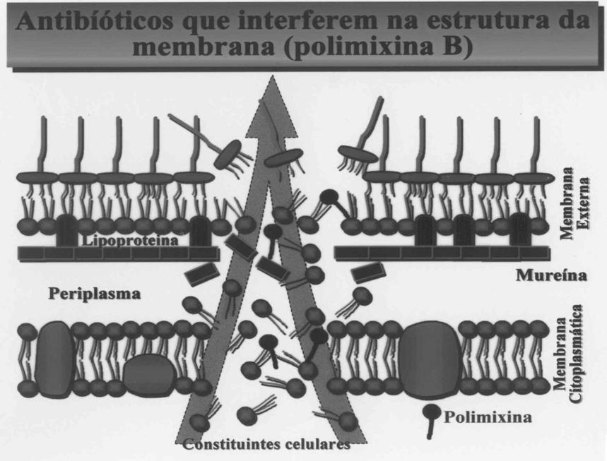 MECANISMOS DE AÇÃO Alteração da Membrana Citoplasmática: polimixinas.