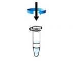 Protocolo 1. Adicionar 100 µl de lisozima em tampão TE ao sedimento bacteriano (aprox. 1 x 10 9 células)x; 2. Misturar delicadamente num vortex e incubar à temperatura ambiente durante 20 minutos; 3.