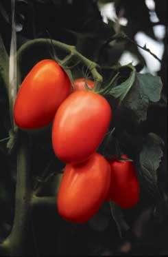 Melhoramento e Alimentos Funcionais Tomate com maior teor de licopeno desenvolvido pela