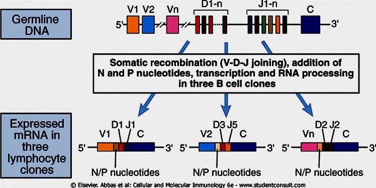 Recombinação V(D)J Gene Cadeia H Recombinação ao acaso Rearranjos de DNA tornam os exons