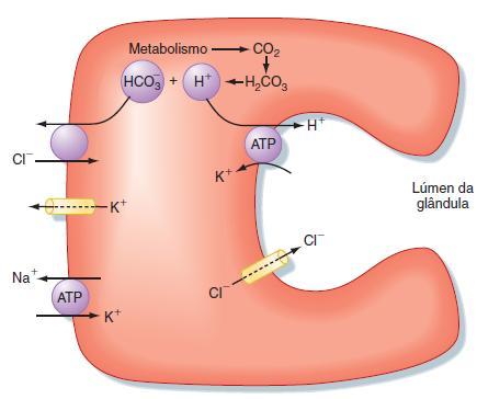 SECREÇÃO DE HCl CÉLULA PARIETAL