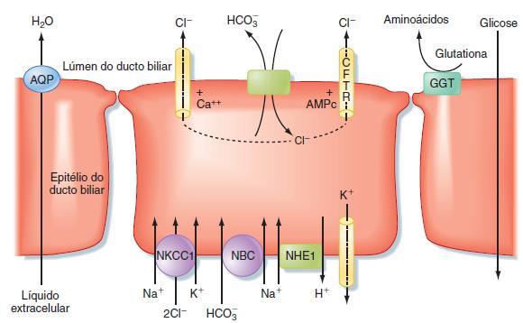 DUCTOS BILIARES REABSORÇÃO DE GLICOSE E AMINOÁCIDOS;