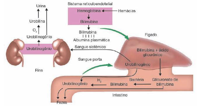 EXCREÇÃO DA