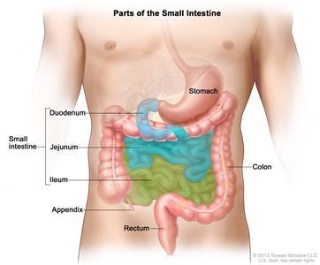 INTESTINO DELGADO DIGESTÃO E