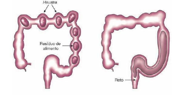 Cólon CONTRAÇÃO DE CURTA DURAÇÃO: MUSCULATURA CIRCULAR CONTRAÇÃO DE