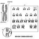 Uma Analogia O Genoma Humano genoma livro cromossomos capítulos genes estórias exons parágrafos (interrompidos por introns) codons palavras ~3 bilhões pares de bases (bp) 30K - 60K genes ~