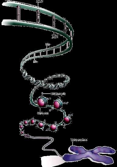 Nutrigenômica e epigenômica Epigenética Expressão de micrornas Modificação de histonas Metilação de ilhas CpG Conceito dos quatro Rs recebidos (Received) - nutrição e outros fatores ambientais