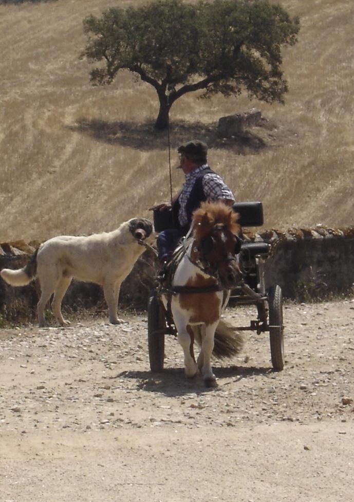 Plano de marketing e promoção Criação de pacotes turísticos integrados para visitantes, a definir em parceria com a Turismo do Alentejo, que incluem nomeadamente: Estadia num