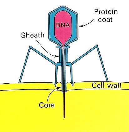 B. Vírus de bactéria (bacteriófagos) a) Adsorção Fibras longas: reconhecimento e aderência