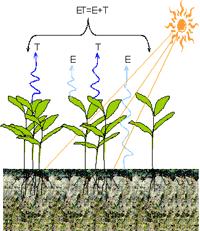 Evapotranspiração Como é praticamente impossível se distinguir o vapor d água proveniente da evaporação da água no solo e da transpiração das plantas, a evapotranspiração é definida como sendo o