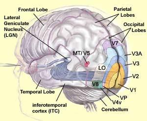 O córtex