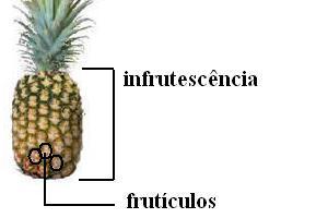 O fruto Frutos