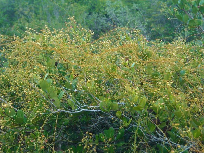 outras plantas Cipó-chumbo