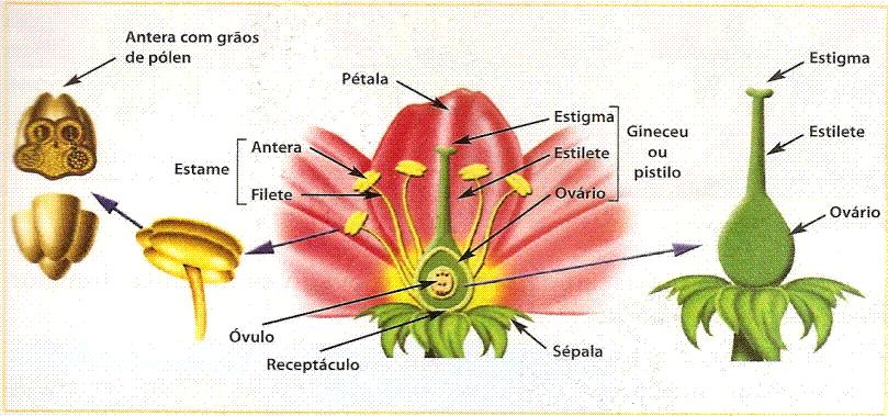 A flor padrão Sistema de reprodução: folhas modificadas destinadas à reprodução