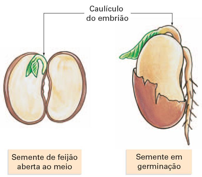 Caules Originado do caulículo do embrião Existência de gemas laterais Dotados