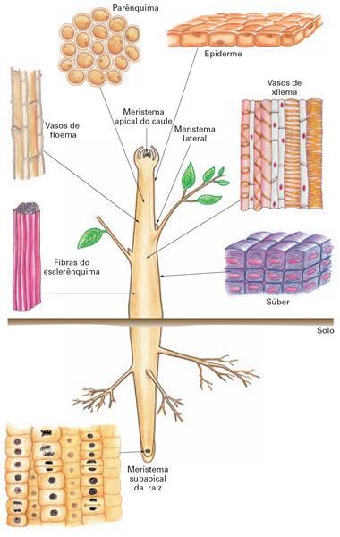 Tecidos diferenciados Epiderme Encontrado em partes jovens Súber Porções mais idosas Xilema e floema Vasos condutores