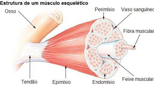 ESTRUTURA