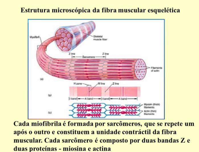 ESTRUTURA