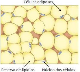 ESTRUTURAS /CARACTERÍSTICAS TECIDO ADIPOSO tecido conjuntivo 70 a 95% gordura; 2 a 4% proteína; 0,1 a 0,2% minerais; De 05 a 20% de água.