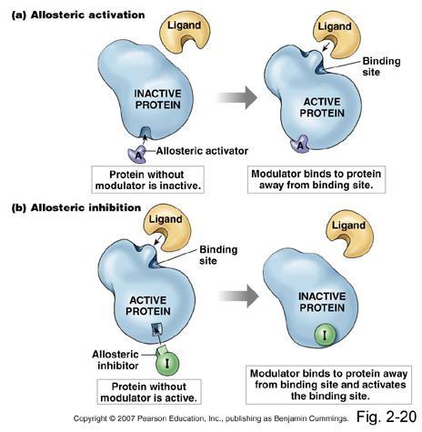 Modulação Alostérica Modulador se liga a um local, diferente do sítio