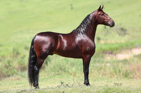 Égua muito caracterizada, epressiva e raçuda, já comprovada e consagrada doadoras de