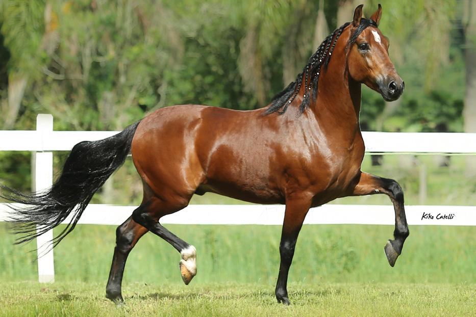 18 Estouro dos Bugres Mais um cavalo filho do Grande Campeão Nacional da Raça Tigrão Kafé, sua mãe é a grande Comarca da Cachoeira.