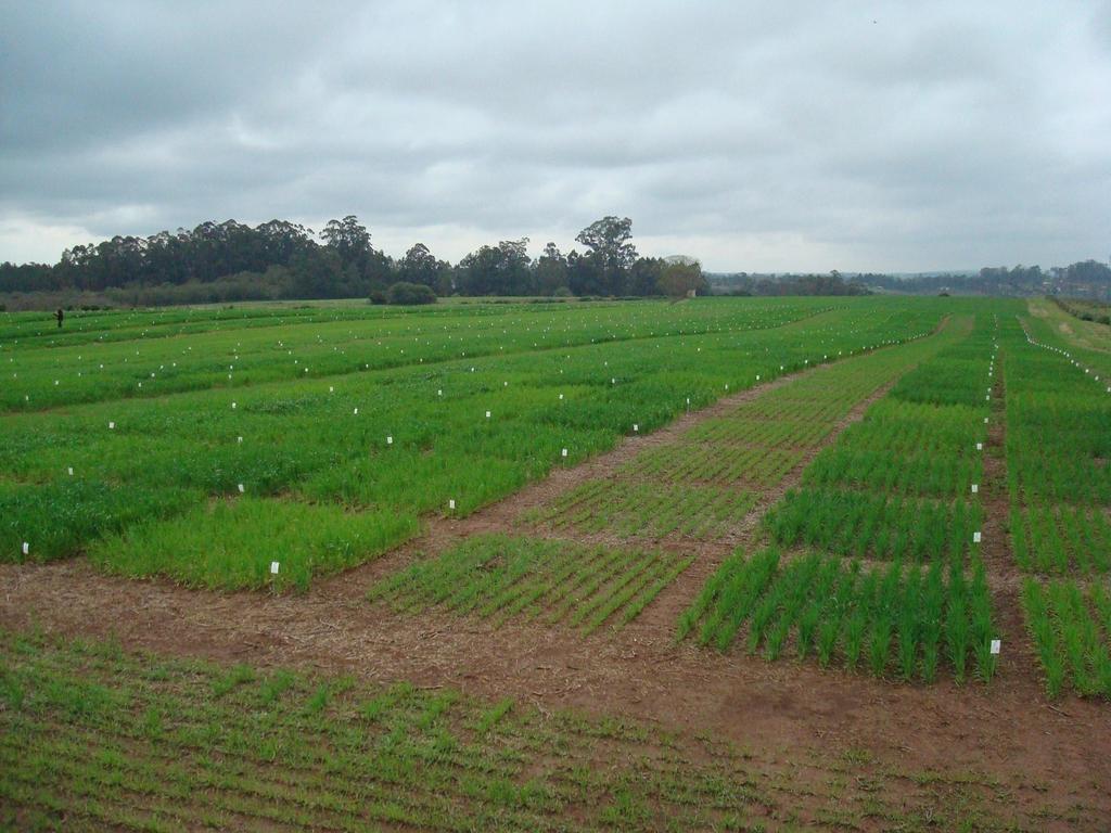 Estação Experimental Agronômica/UFRGS