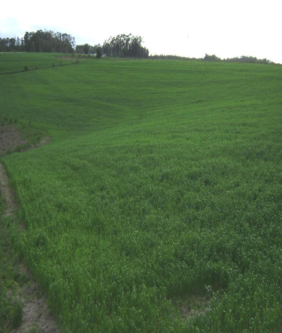 MATERIAL & MÉTODOS Ano do experimento: 2010 Local: EEA/UFRGS Área Piloto EEA/UFRGS (Eldorado do Sul, RS) Cultivar de trigo: BRS