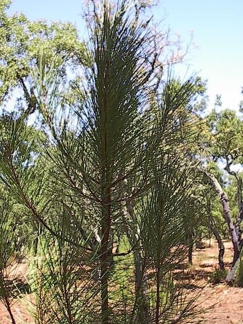 Pinus pinaster Aiton Lonicera implexa Aiton Fig. 71 - Pinheiro-bravo (Pinus pinaster Aiton).