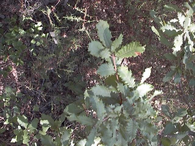 Daucus carota L. Quercus faginea Lam. subsp. broteroi (Coutinho) A. Camus Fig.
